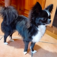 Chihuahua maschio per accoppiamento