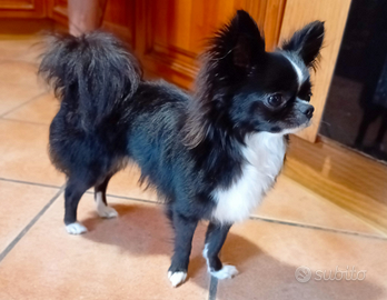 Chihuahua maschio per accoppiamento