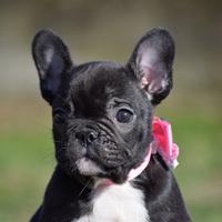 Bulldog francese