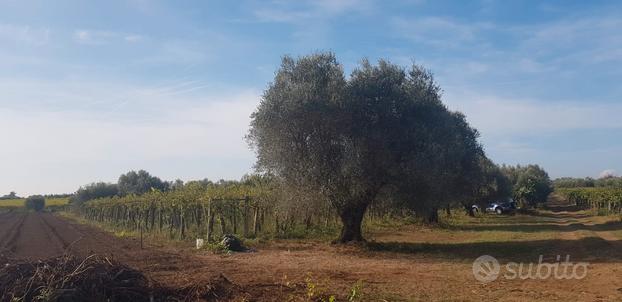 Terreno agricolo 6000 mq