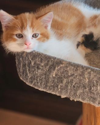 Meravigliosi cuccioli