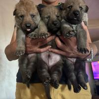 Cuccioli di Cane Lupo Cecoslovacco - Maschi