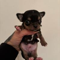Cuccioli chihuahua