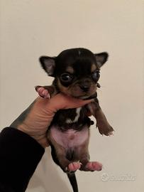 Cucciolo chihuahua taglia mini