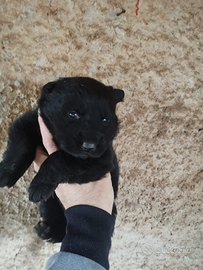 Cuccioli di pastore tedesco