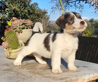 Jack Russell Terrier Broken/Ruvido cuccioli