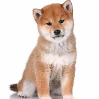 Shiba inu puppy