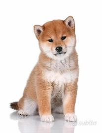 Shiba inu puppy