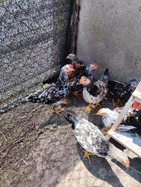 Galline