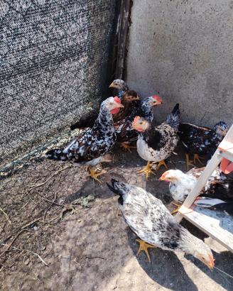 Galline