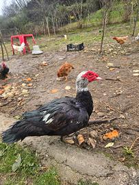 Anatre mute maschio giovani