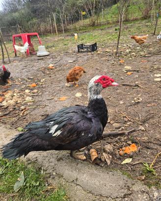 Anatre mute maschio giovani