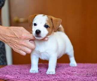 Cucciola jack russell alta genealogia