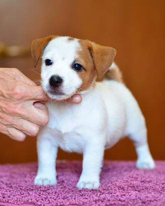 Cucciola jack russell alta genealogia