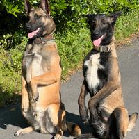 Pastori belga malinois
