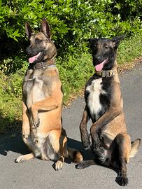 Pastori belga malinois