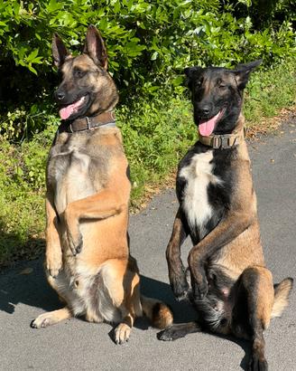 Pastori belga malinois