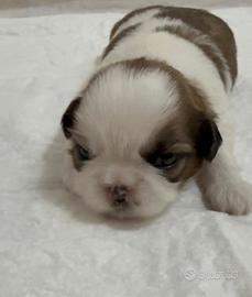 ShihTzu con pedigree ENCI