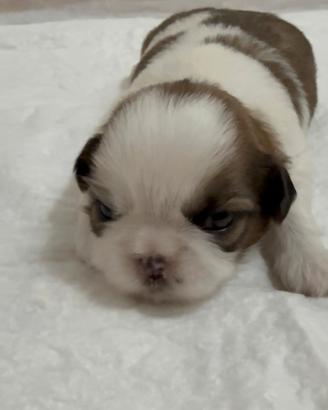 ShihTzu con pedigree ENCI