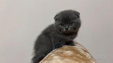 Cuccioli scottish