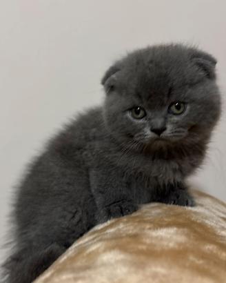 Cuccioli scottish