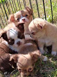 Cuccioli simil chihuahua