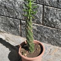 Austrocylindropuntia Subulata - Cactus - Pianta gr