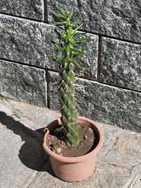 Austrocylindropuntia Subulata - Cactus - Pianta gr