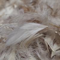 Morbidissimo piumino d'oca