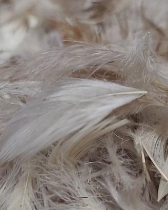 Morbidissimo piumino d'oca