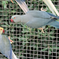 Parrocchetto dal collare