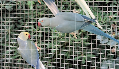 Parrocchetto dal collare