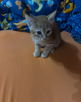 gattino rosso di 2 mesi