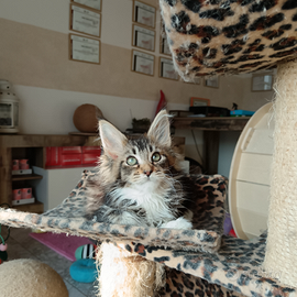 Cuccioli di Maine Coon