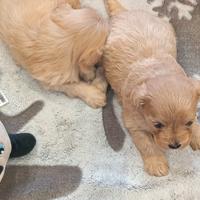 Cuccioli di MALTIPOO