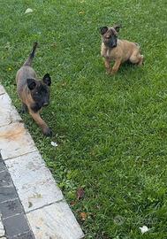 Cucciole Malinois pedigree ENCI