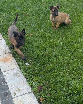 Cucciole Malinois pedigree ENCI