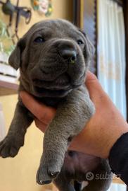 Cuccioli di cane corso