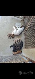 Cuccioli di 4 mesi si segugio maremmano