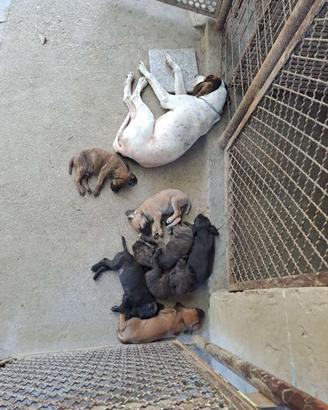 Cuccioli di 4 mesi si segugio maremmano