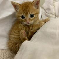 American bobtail maschio cucciolo