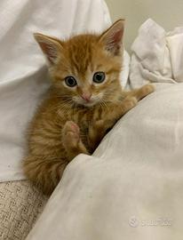 American bobtail maschio cucciolo