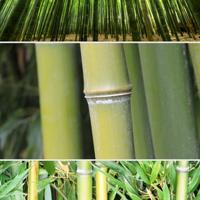 Canne di bambù gigante