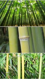 Canne di bambù gigante