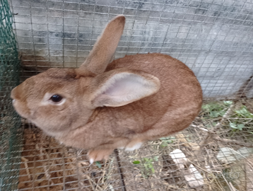 Coniglio di razza Rosso di Nuova Zelanda
