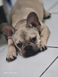 bulldog francese 