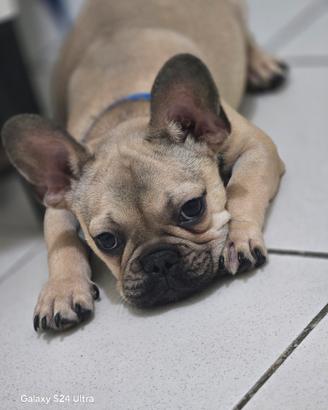 bulldog francese 