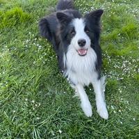 Accoppiamento border collie