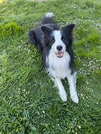 Accoppiamento border collie