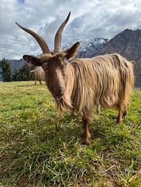 Capra orobica più capretto